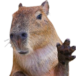 Capybara.inc