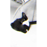 Evil_Meow