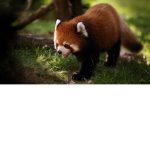Red Panda Team!