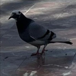 Tiolpex