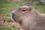 Capybara community 1.0