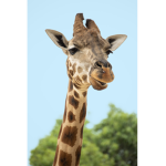 Yellow Melo Giraffes