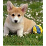 Puppys Official