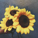 -Sunflowerzz-