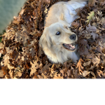 aesthetic pretty dogs