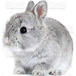 BUNNY AND ANIMAL GROUP