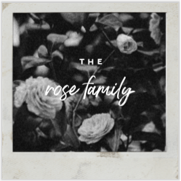 The Rose Family Church