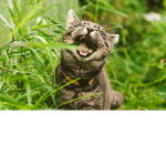 NatureKitty