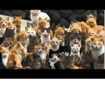 kittens are everywhere