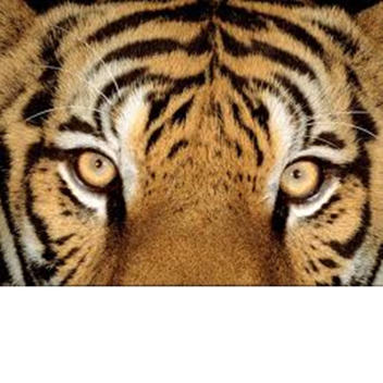 TYGERS CAPTURE THE FLAG
