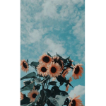 The sunflowers only!