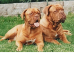 Rollo