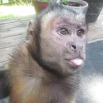 The monke cool gang