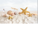 SimplySeashells O: