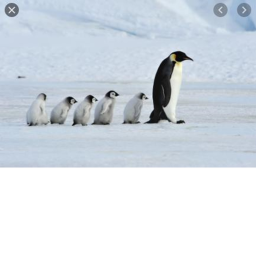 PENGUINS♥