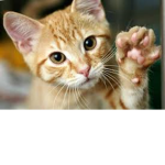 GATO DE CORASON