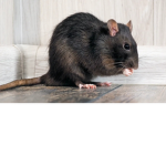 Psycho rats