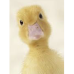 Ducky’s Cool Clothing