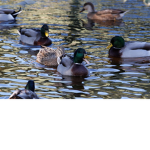 duck buck goose