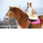 Horse to Dog