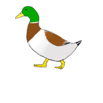 Ducky fun