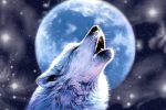 WOLF PACK XO