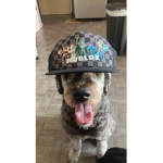 My Sloths <3