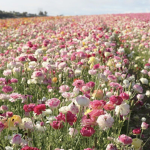 flower fieldz