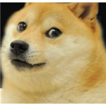 Doge and Dog fans