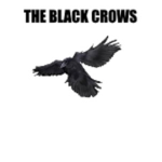 BlackCrows