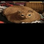 Tower of The Roof's Pique