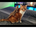 emcoics lizard and cat group