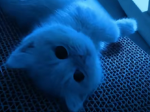 PrincessSophialuvxx