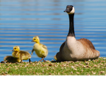 Le Goose Revolution