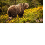 Butterfly The bears the bats