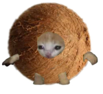 {Coco kitty}