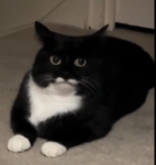 Awesomeface301's Fans Group