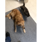 A Hangout for Puppy and Kitten Fans...