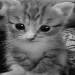 .xoshopss
