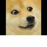 Doges Are Everything!