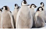 Peguins gang forever