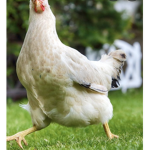 Chickacado group