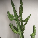 CactusMasterS Fan Club