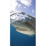 The Lemon Sharks