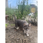 people who really like cats group