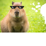 CAPYBARAISBEST