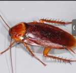 Roach madness