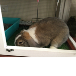 Bunny’s so cut