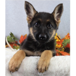 Puppy pet club