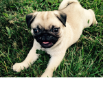 The Pug's Group